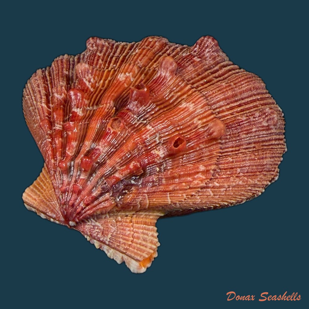 nodipecten-nodosus-linnaeus-1758-59-8mm-copia