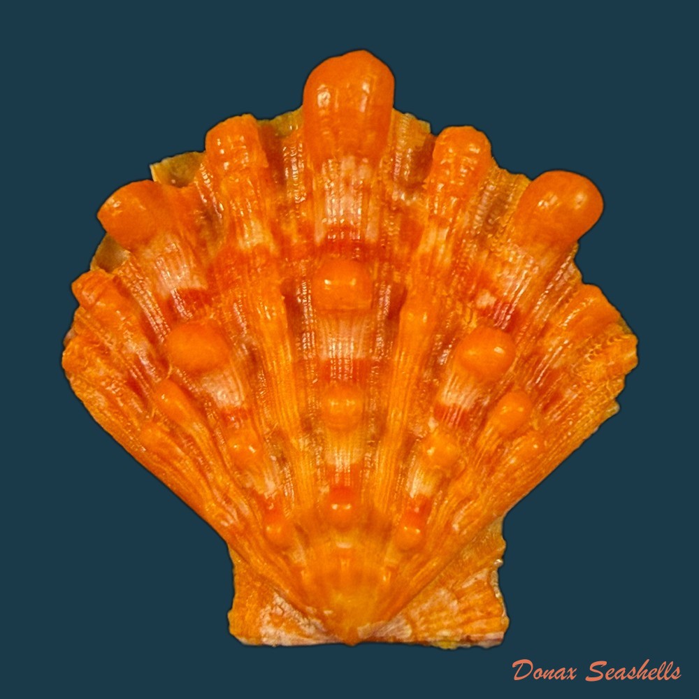 nodipecten-nodosus-linnaeus-1758-60-2mm-copia