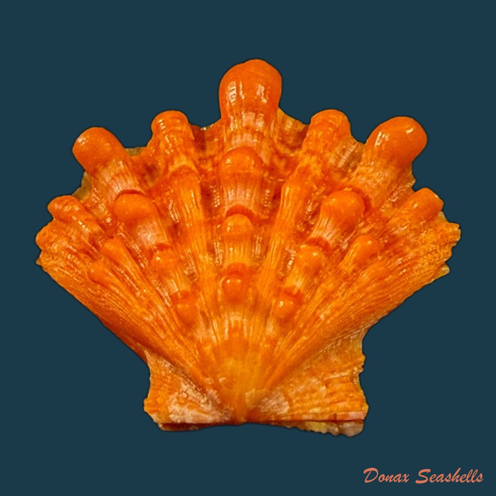 nodipecten-nodosus-linnaeus-1758-60-2mm-copia
