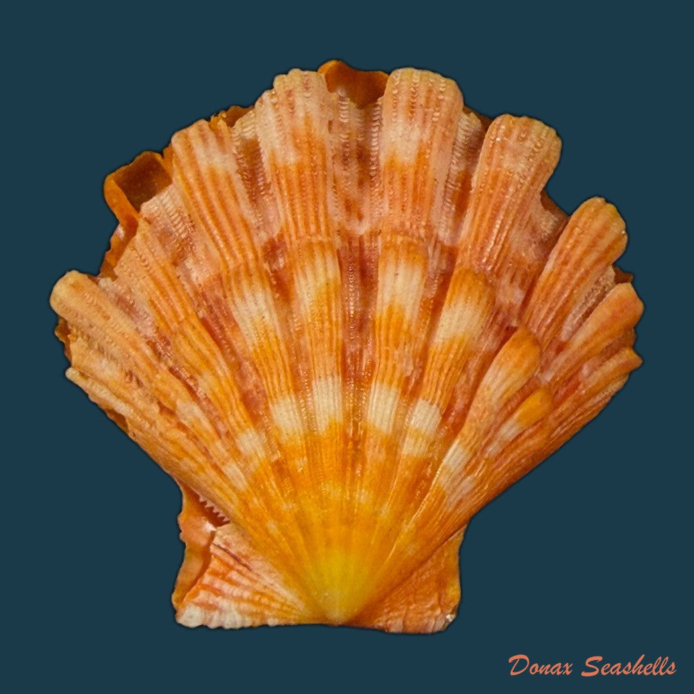 nodipecten-nodosus-linnaeus-1758-60-2mm-copia