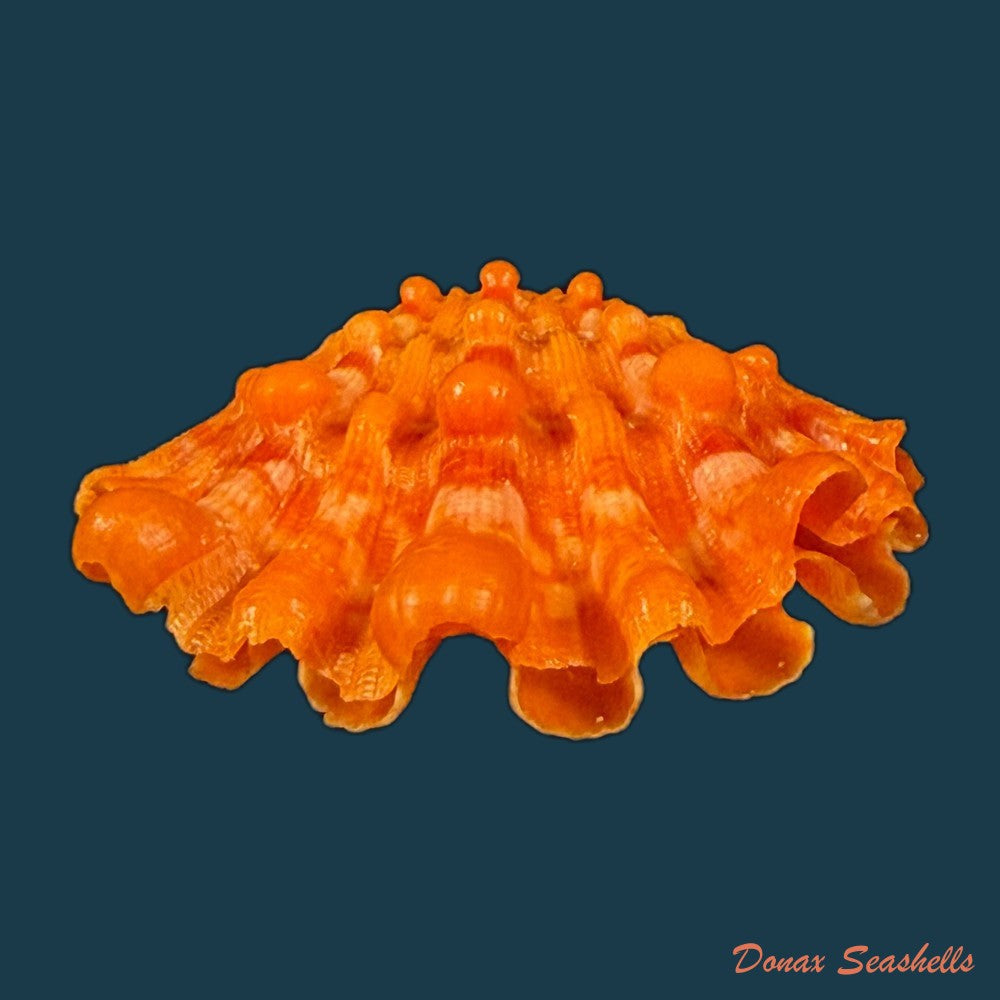 nodipecten-nodosus-linnaeus-1758-60-2mm-copia