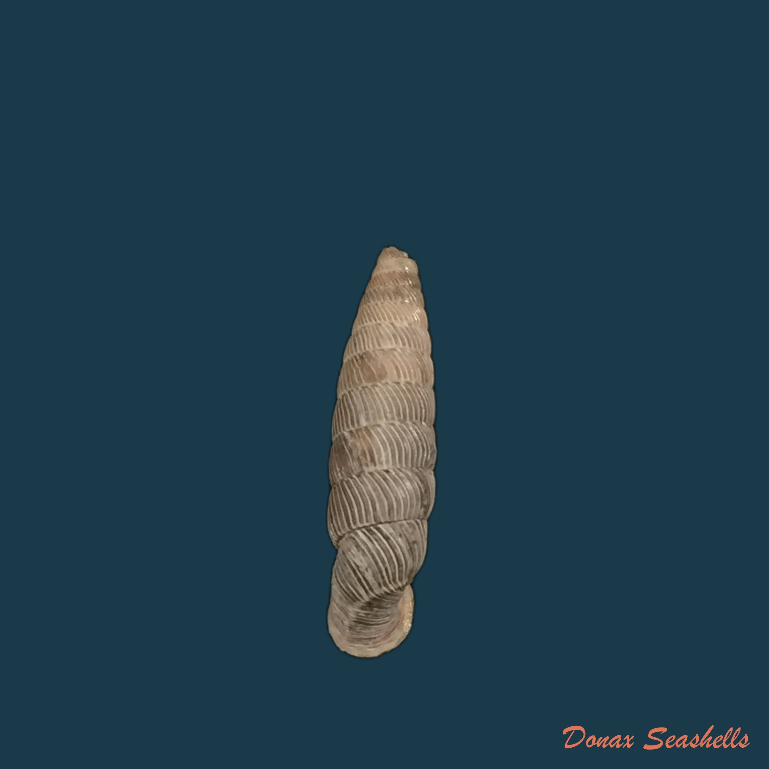 nodulia-vignalensis-pallens-c-torre-bartsch-1972-19-2mm