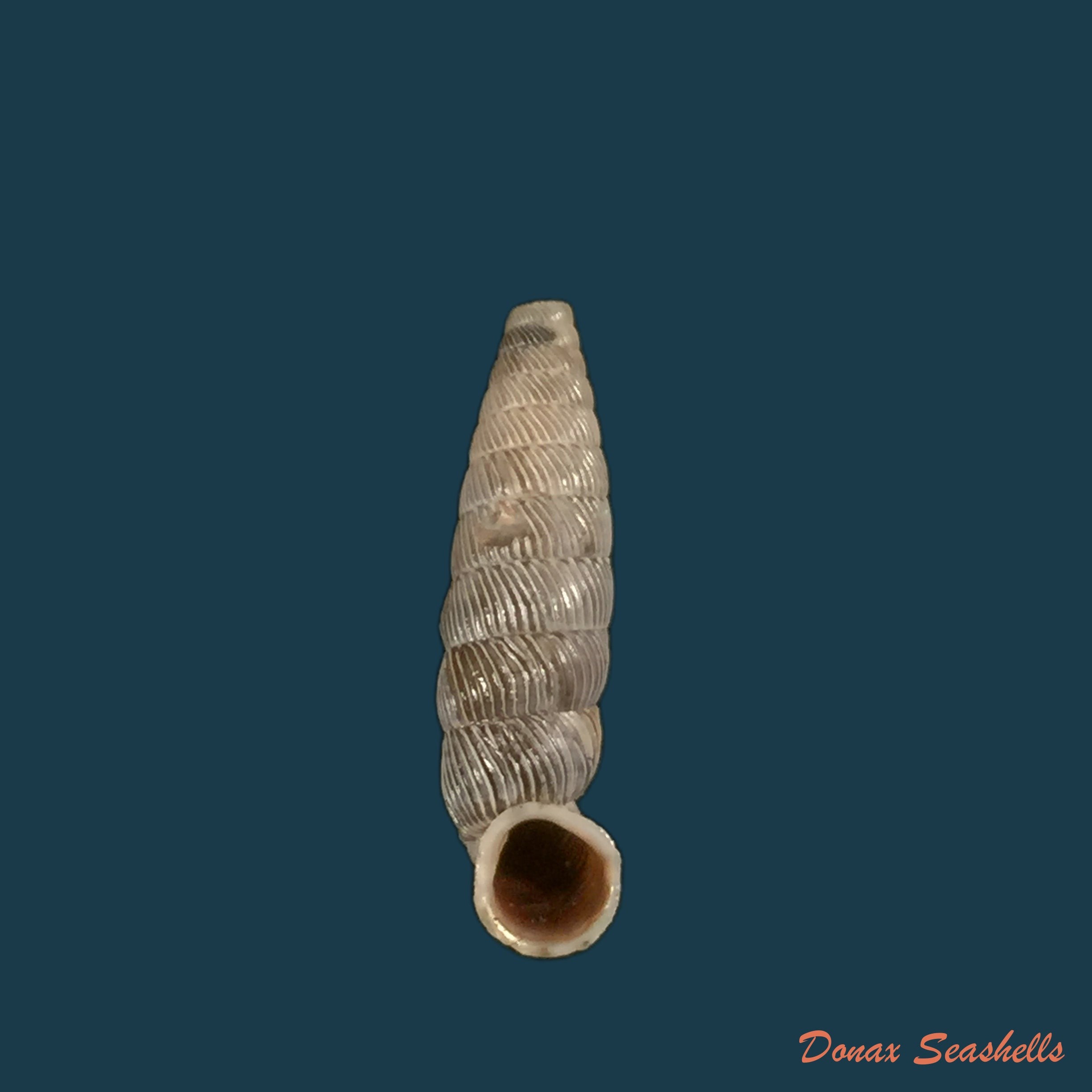 nodulia-vignalensis-pallens-c-torre-bartsch-1972-19-2mm