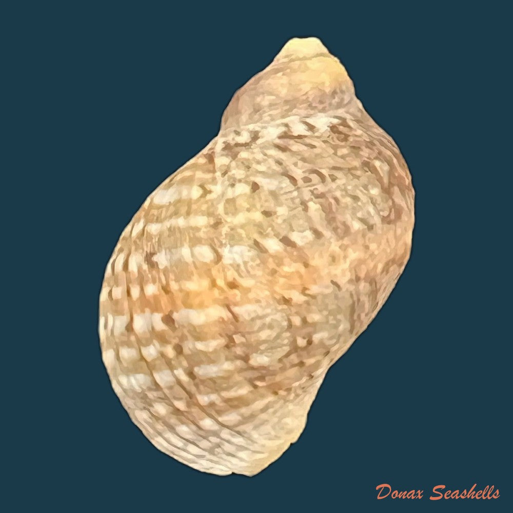 nucella-lamellosa-lamellosa-gmelin-1798-41-6mm-copia