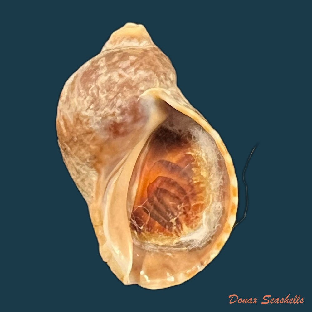 nucella-lamellosa-lamellosa-gmelin-1798-41-6mm-copia