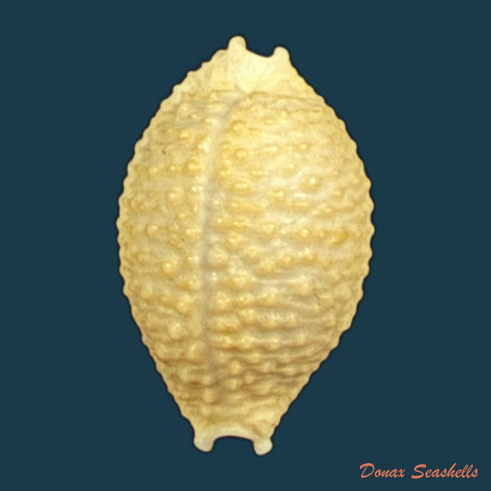nucleolaria-nucleus-linnaeus-1758-15-9mm-copia
