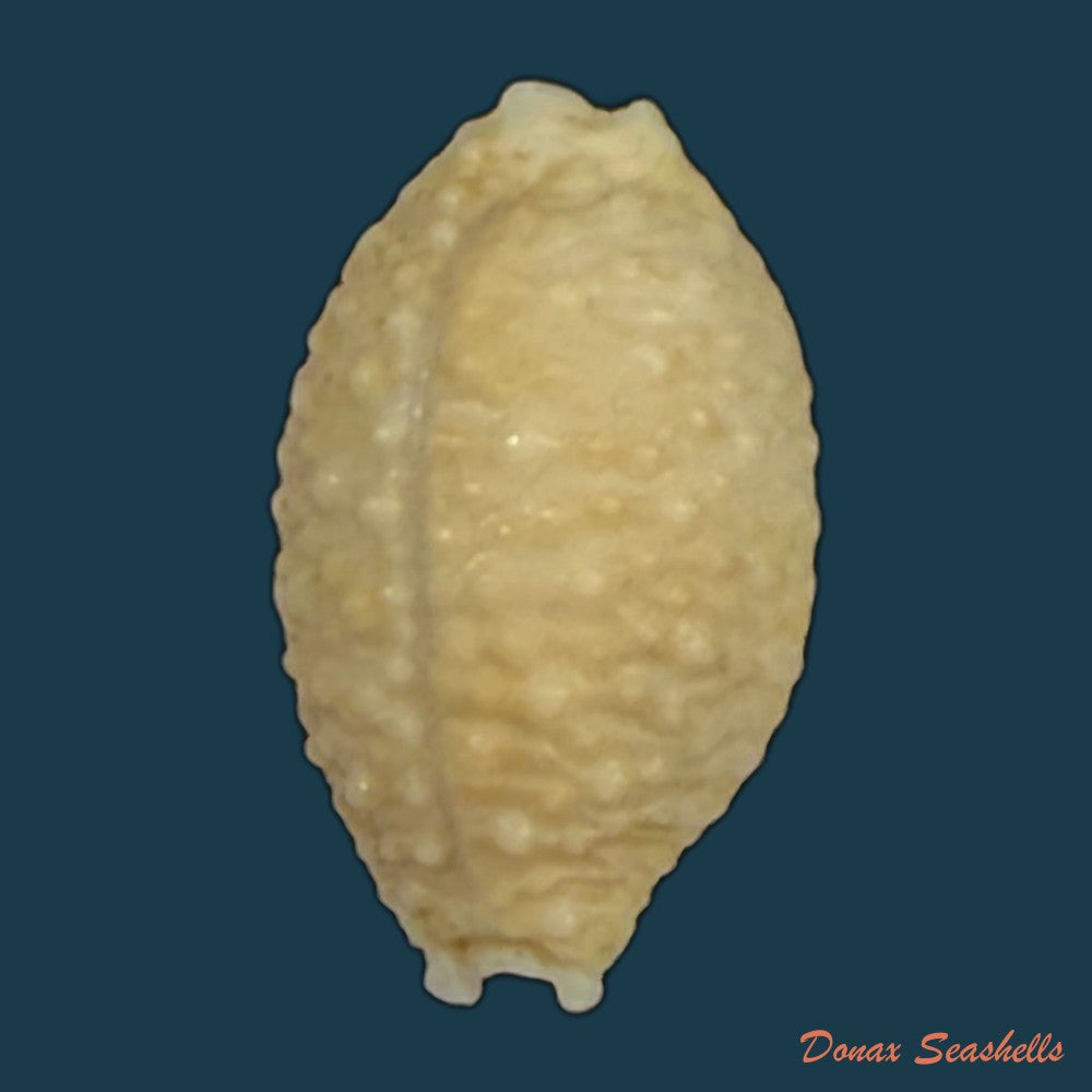 nucleolaria-nucleus-linnaeus-1758-16-5mm-copia