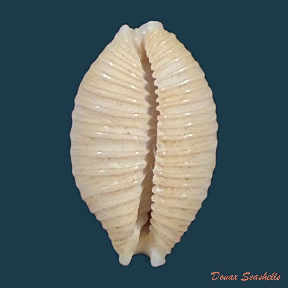 nucleolaria-nucleus-linnaeus-1758-16-5mm-copia