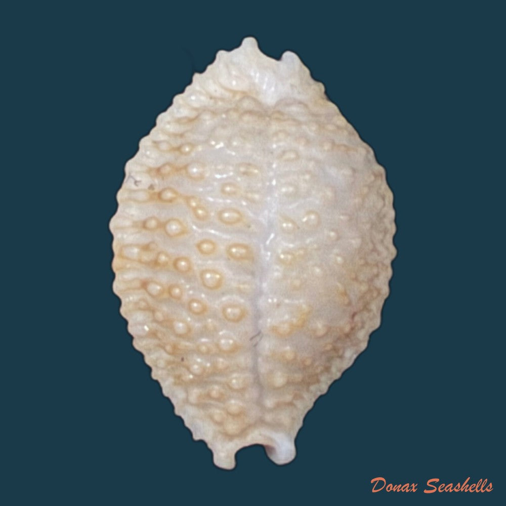 nucleolaria-nucleus-linnaeus-1758-19-1mm-copia