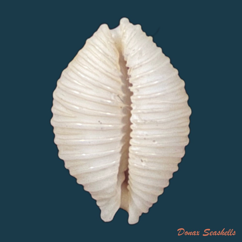 nucleolaria-nucleus-linnaeus-1758-19-1mm-copia