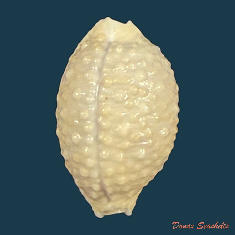 nucleolaria-nucleus-linnaeus-1758-19mm-copia