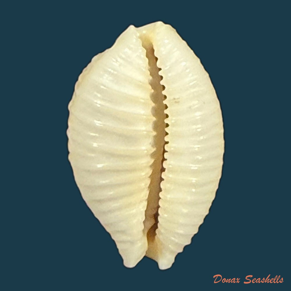 nucleolaria-nucleus-linnaeus-1758-19mm-copia