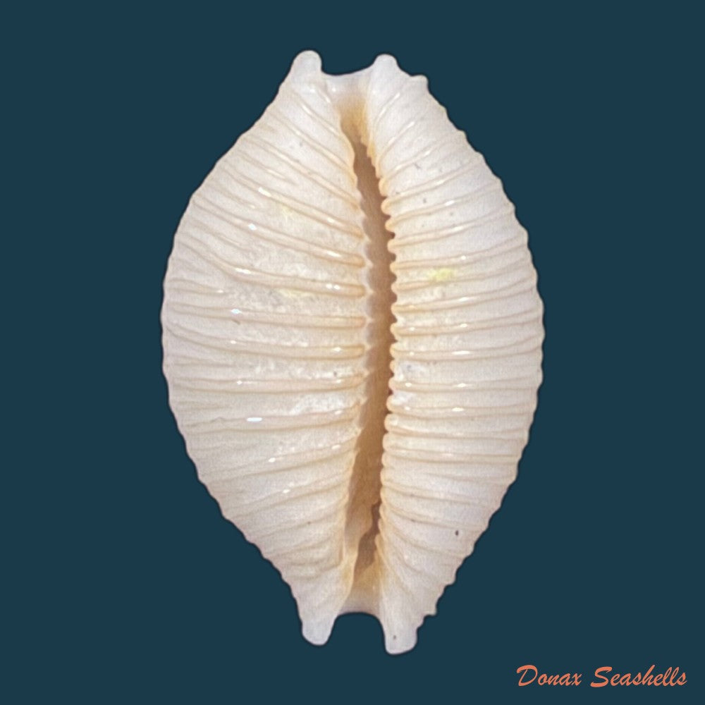 nucleolaria-nucleus-linnaeus-1758-copia