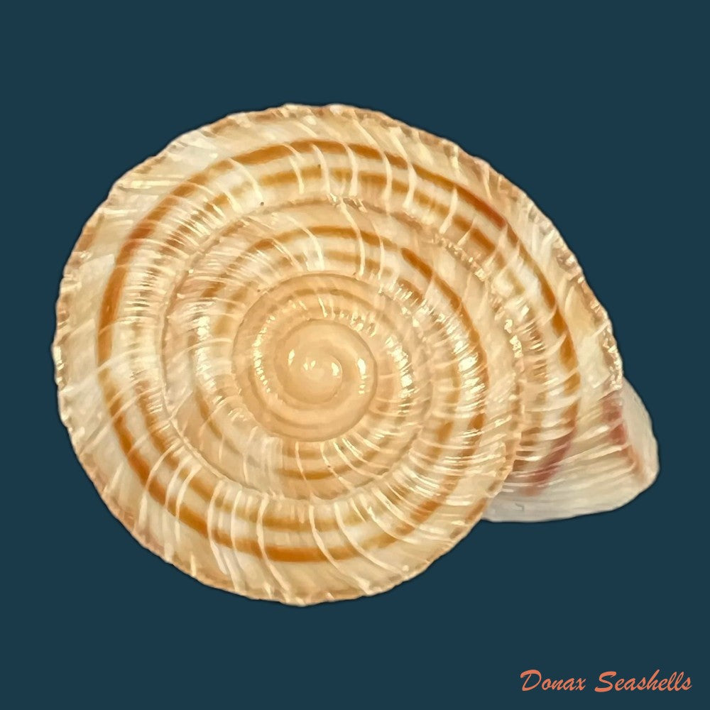 obba-rota-broderip-1841-25-6mm-copia