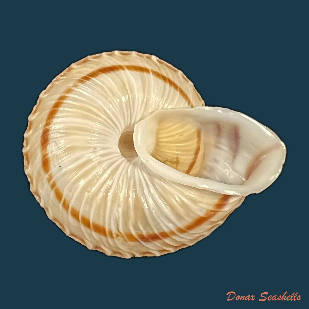 obba-rota-broderip-1841-25-6mm-copia