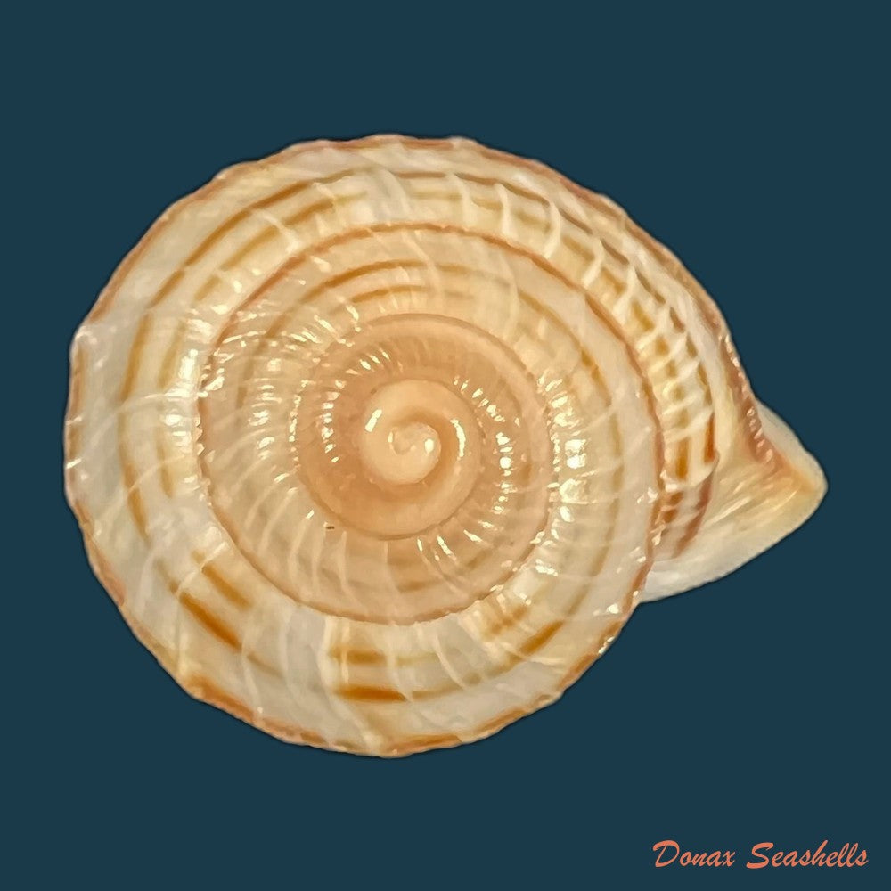 obba-rota-broderip-1841-25-8mm-copia-1