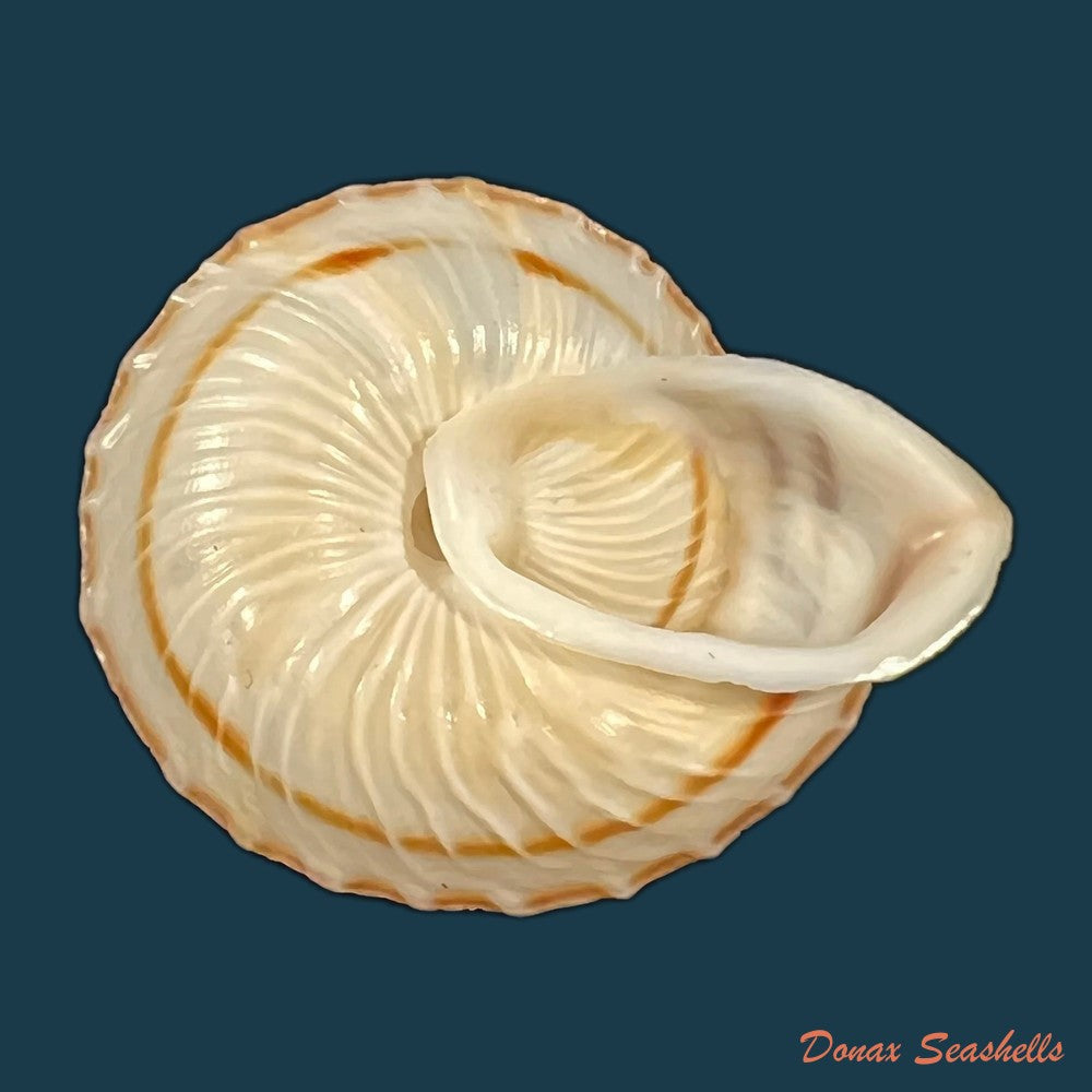 obba-rota-broderip-1841-25-8mm-copia-1