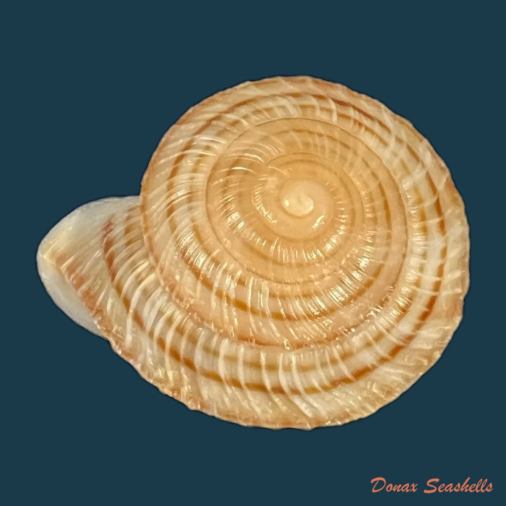 obba-rota-broderip-1841-25-8mm-copia