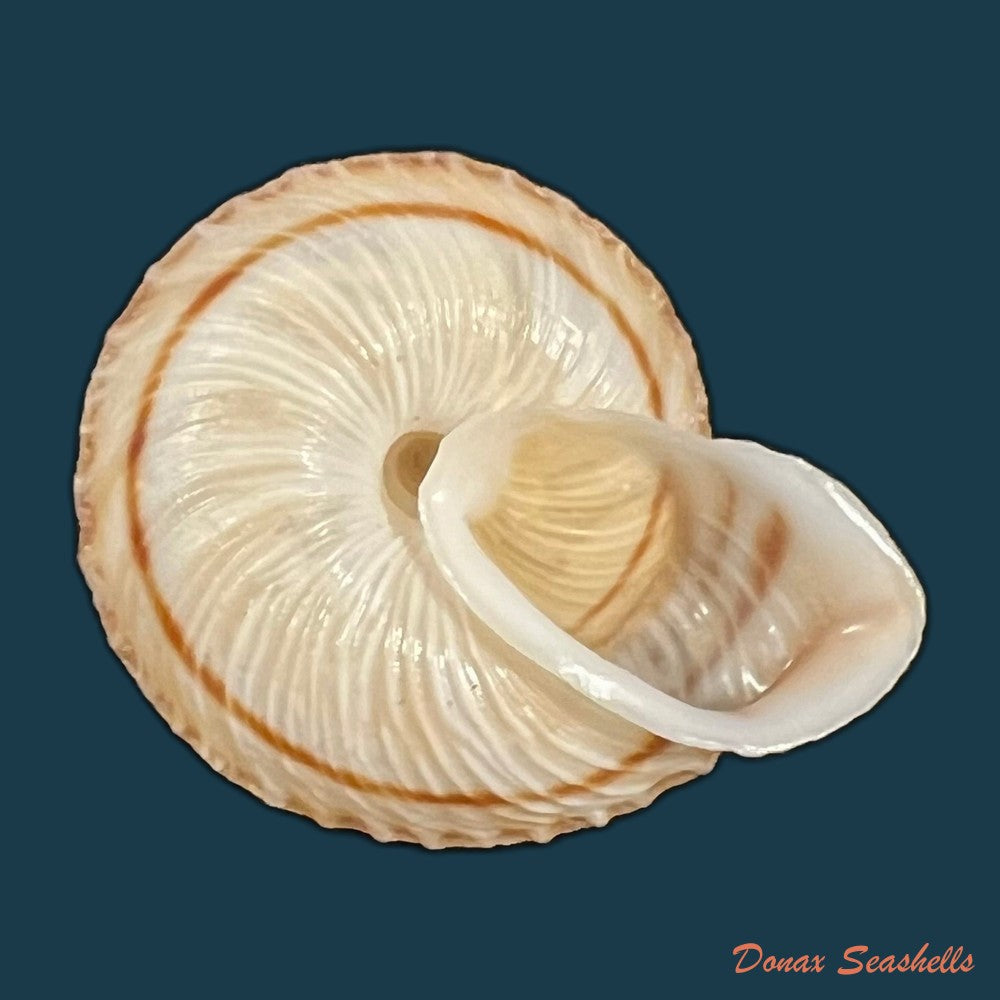 obba-rota-broderip-1841-25-8mm-copia