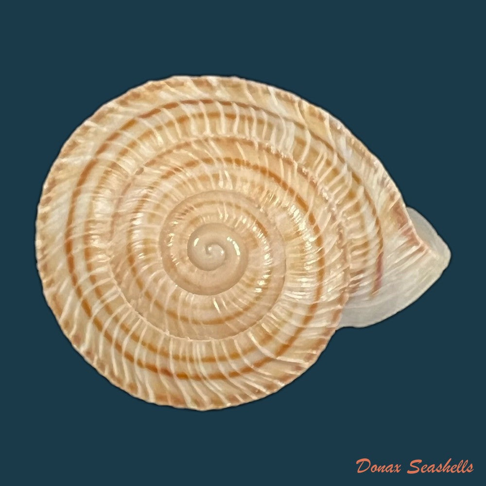 obba-rota-broderip-1841-26-8mm-copia-1