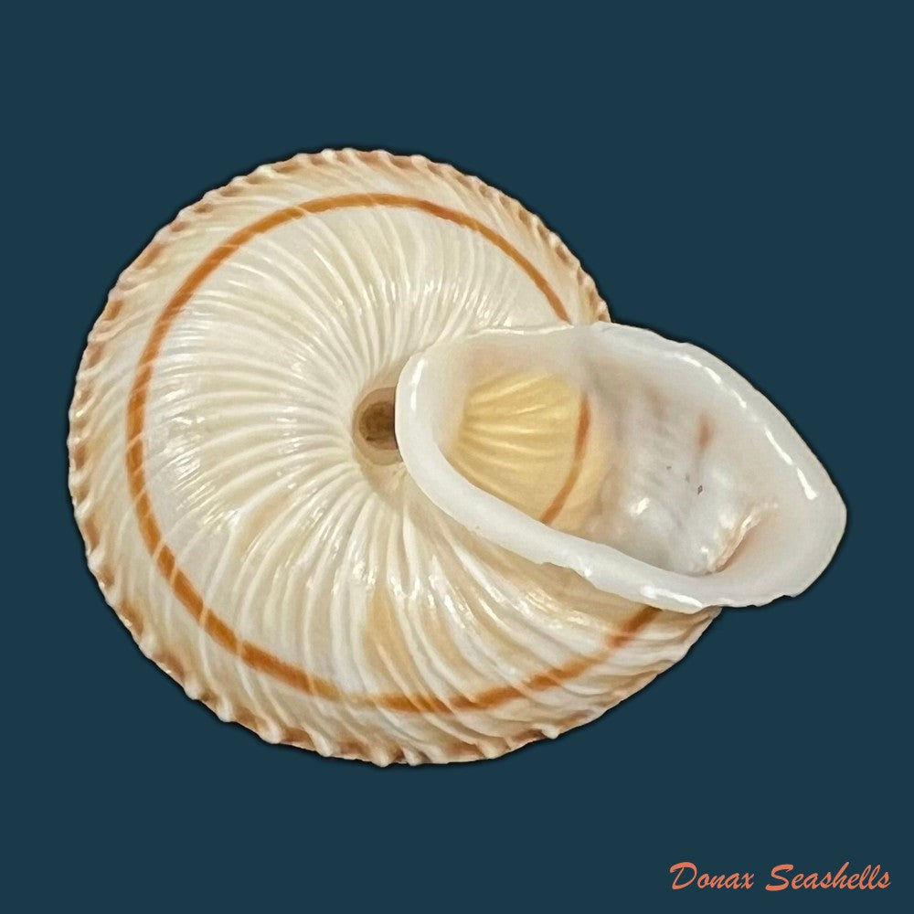 obba-rota-broderip-1841-26-8mm-copia-1