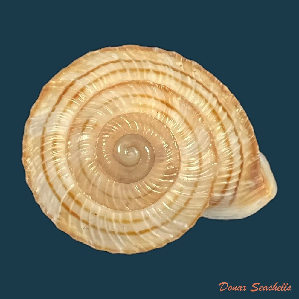 obba-rota-broderip-1841-26-8mm-copia
