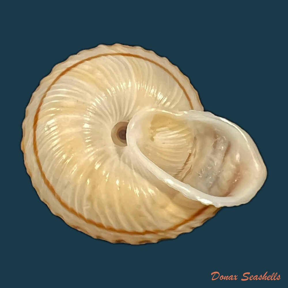 obba-rota-broderip-1841-26-8mm-copia