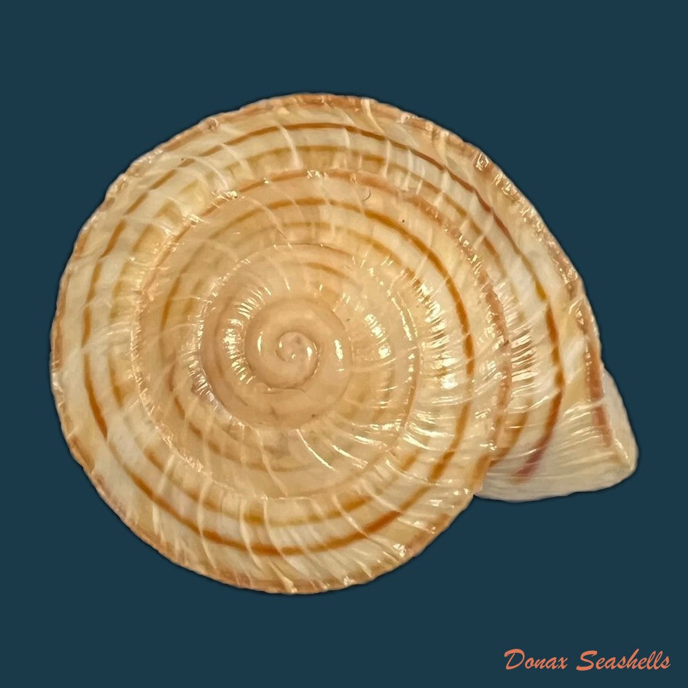 obba-rota-broderip-1841-27-1mm-copia