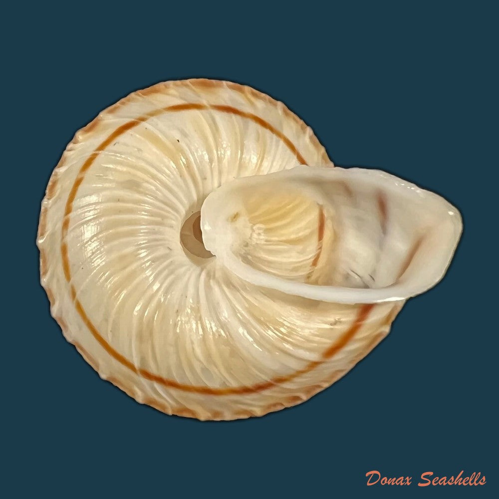 obba-rota-broderip-1841-27-1mm-copia