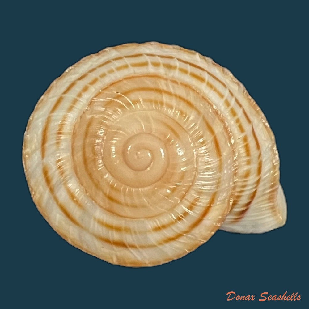 obba-rota-broderip-1841-27mm-copia