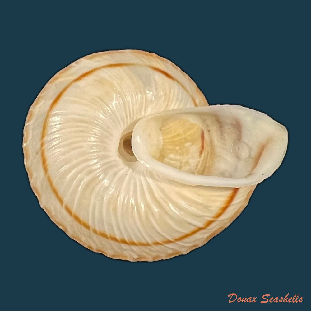 obba-rota-broderip-1841-27mm-copia