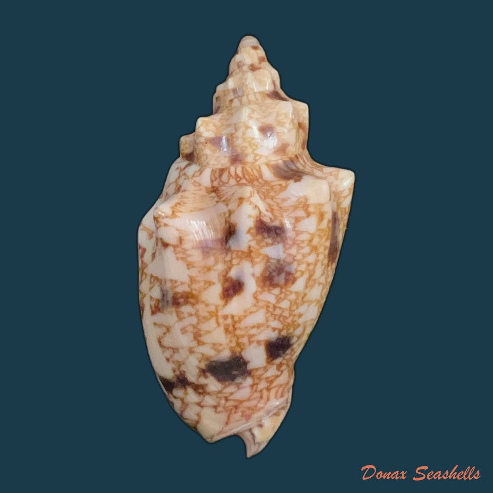 odontocymbiola-americana-reeve-1856-49-1mm-copia