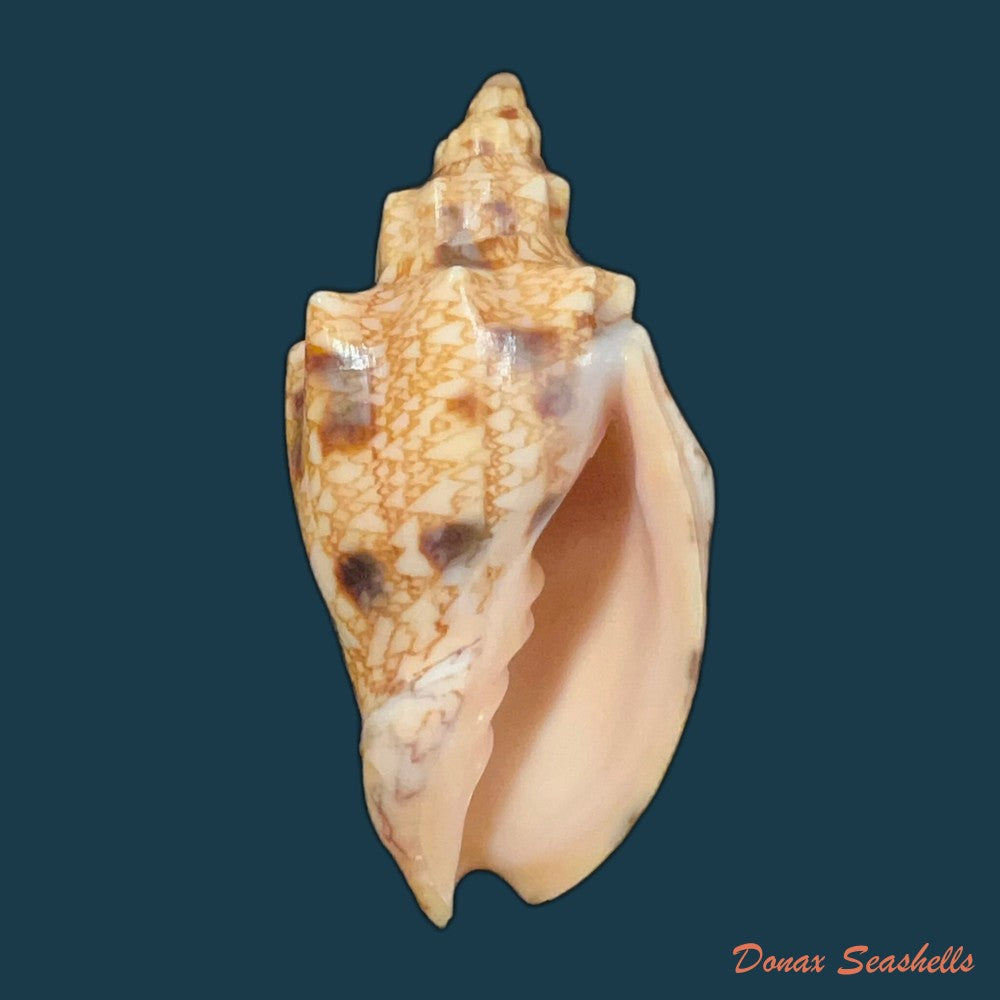 odontocymbiola-americana-reeve-1856-49-1mm-copia