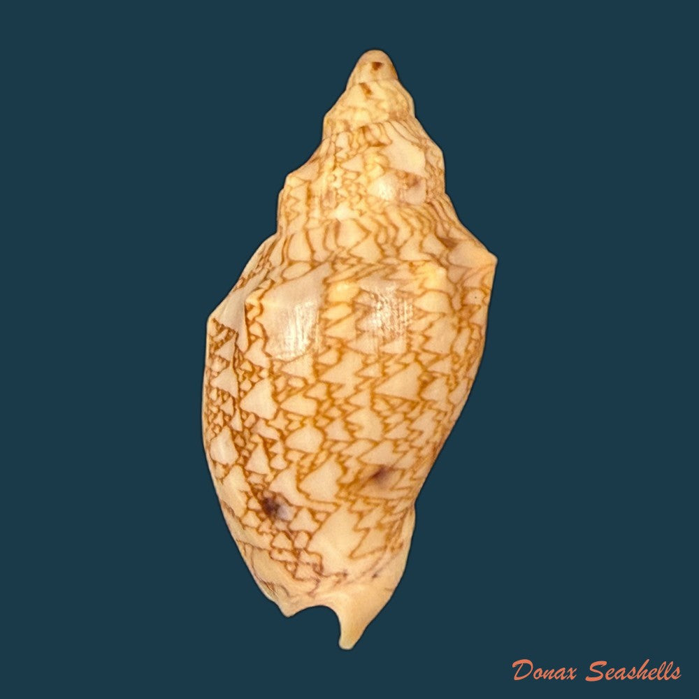 odontocymbiola-americana-reeve-1856-59-8mm-copia