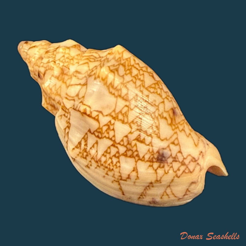 odontocymbiola-americana-reeve-1856-59-8mm-copia