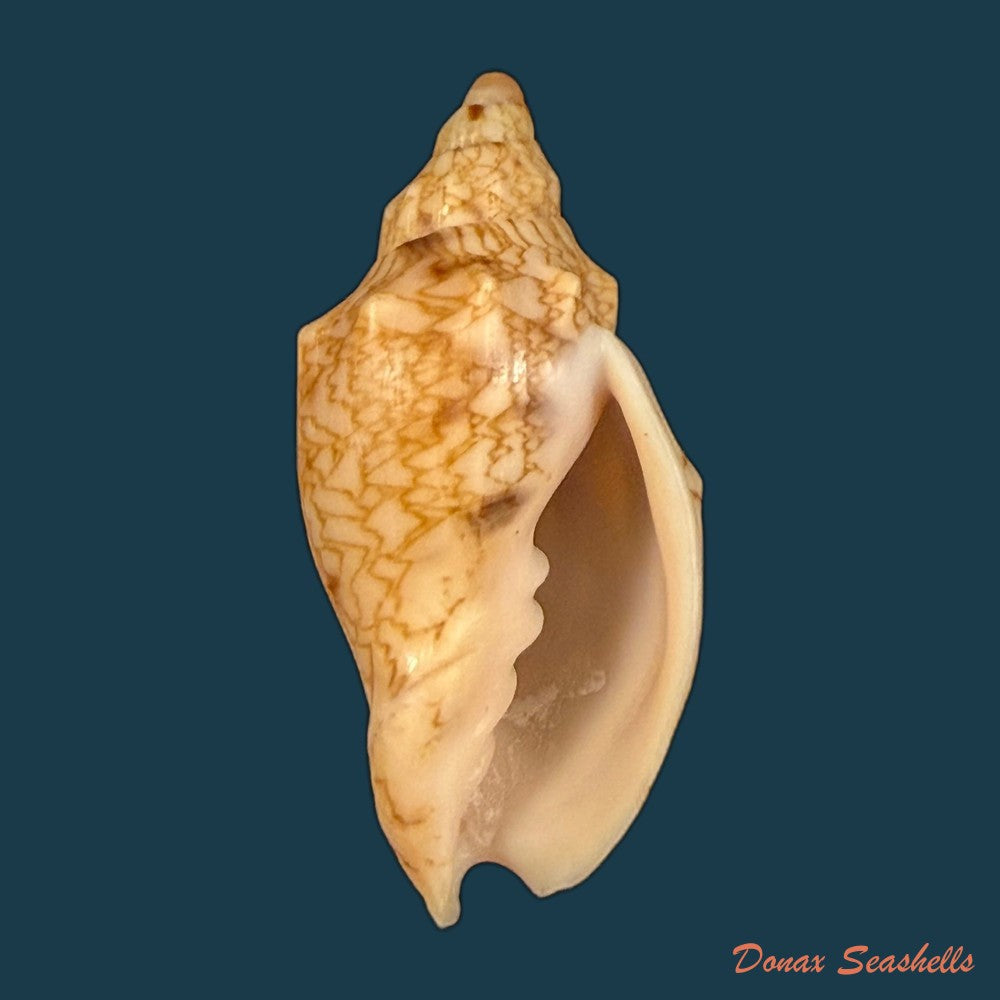 odontocymbiola-americana-reeve-1856-59-8mm-copia
