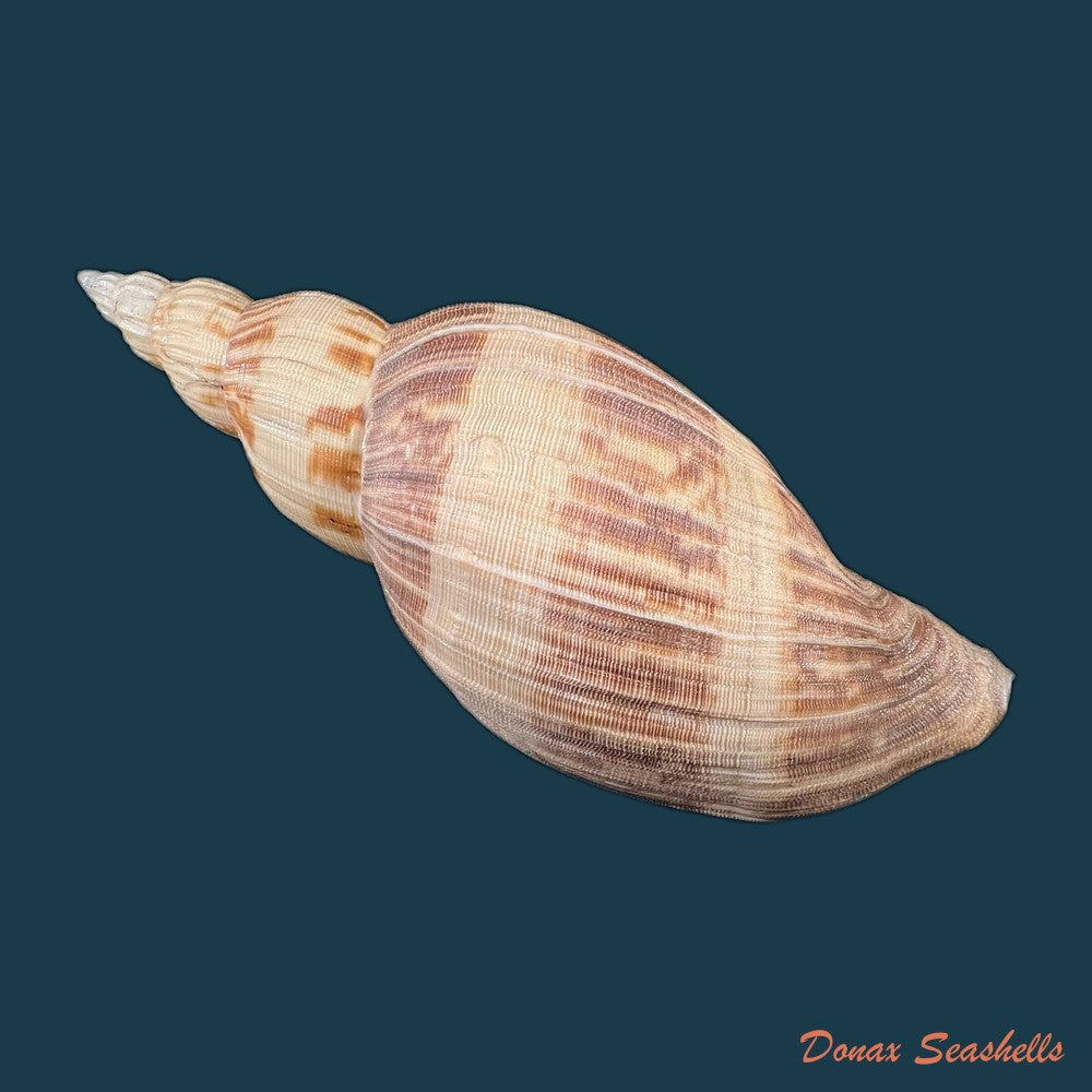 odontocymbiola-simulatrix-leal-bouchet-1989-142-9mm-copia