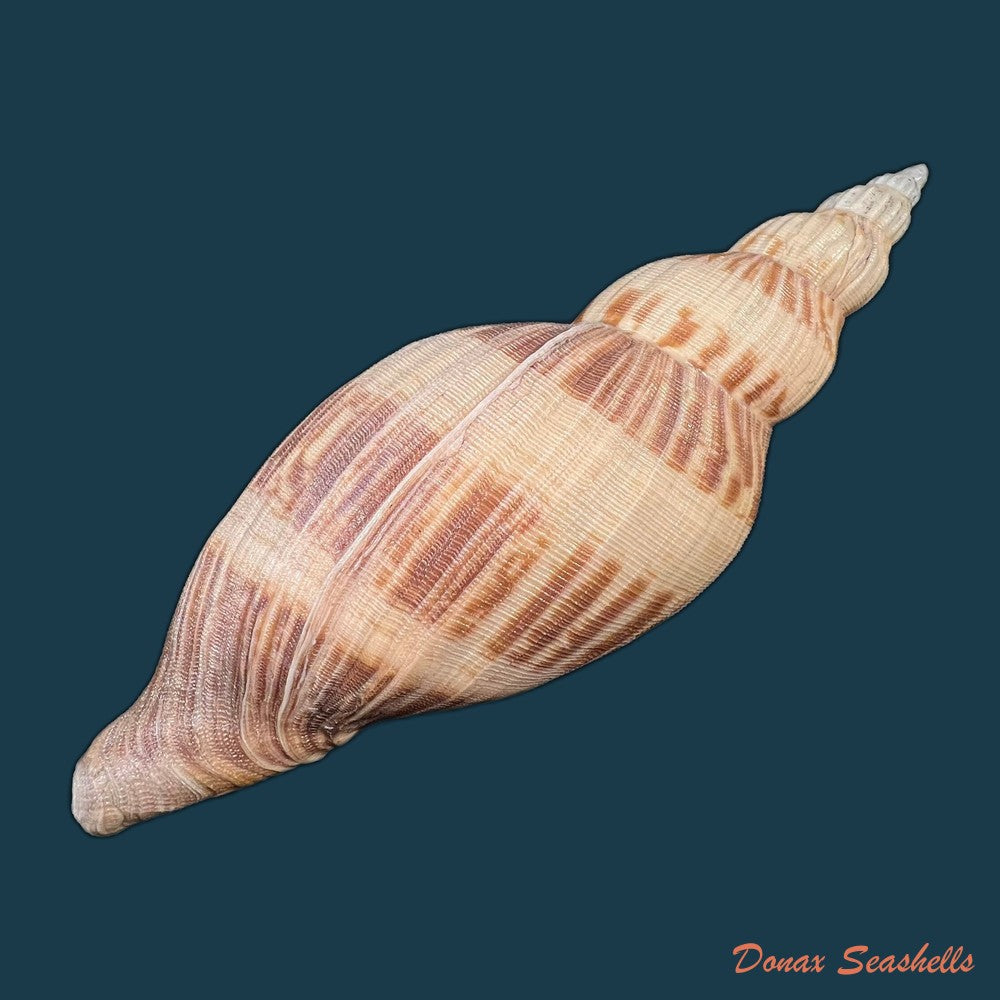 odontocymbiola-simulatrix-leal-bouchet-1989-142-9mm-copia