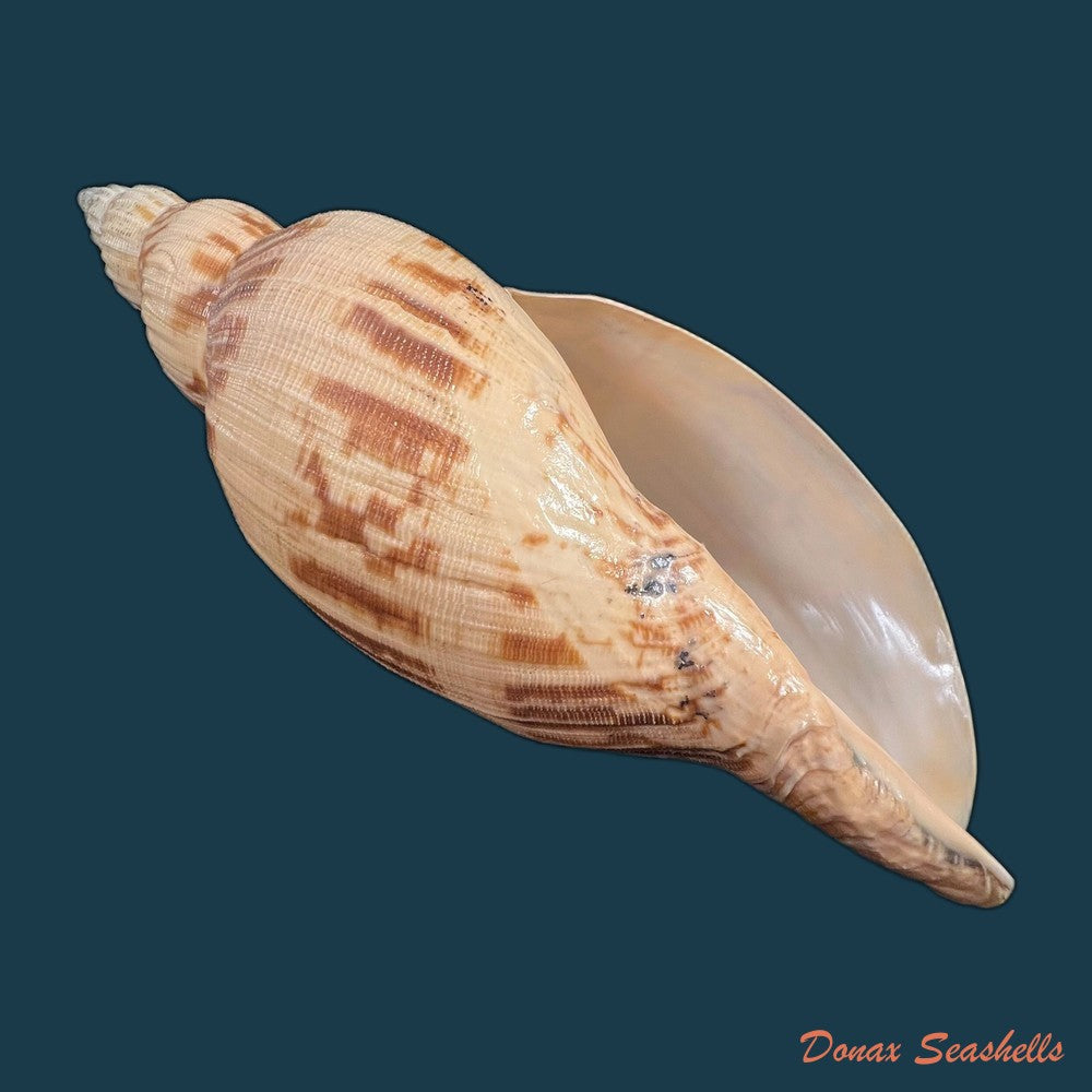 odontocymbiola-simulatrix-leal-bouchet-1989-142-9mm-copia