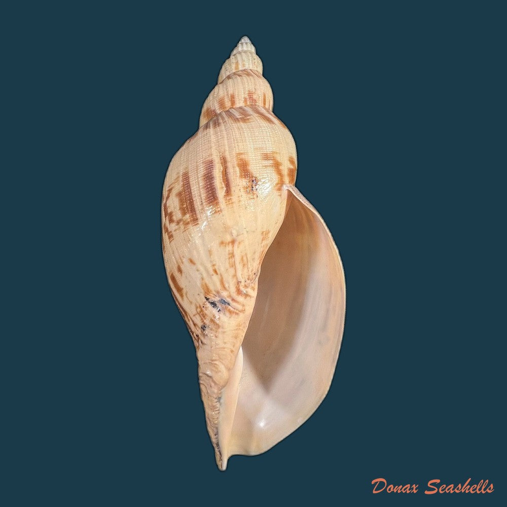 odontocymbiola-simulatrix-leal-bouchet-1989-142-9mm-copia