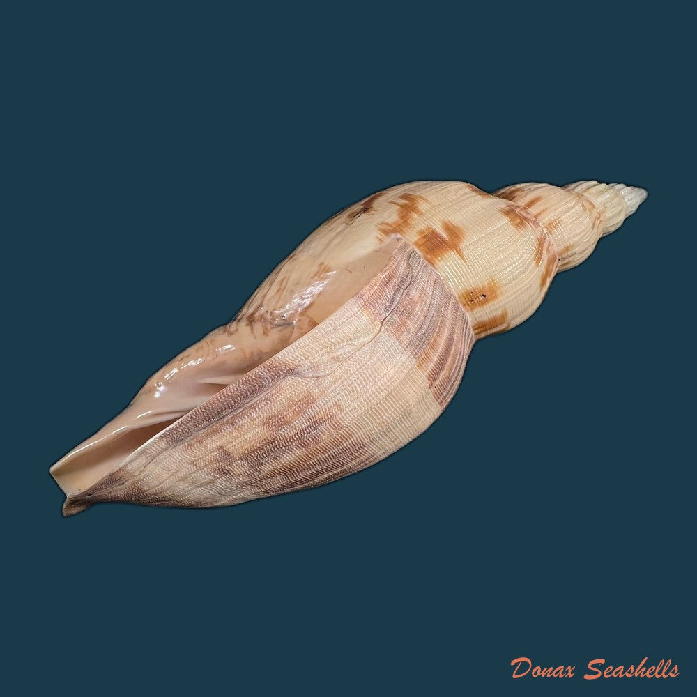 odontocymbiola-simulatrix-leal-bouchet-1989-142-9mm-copia