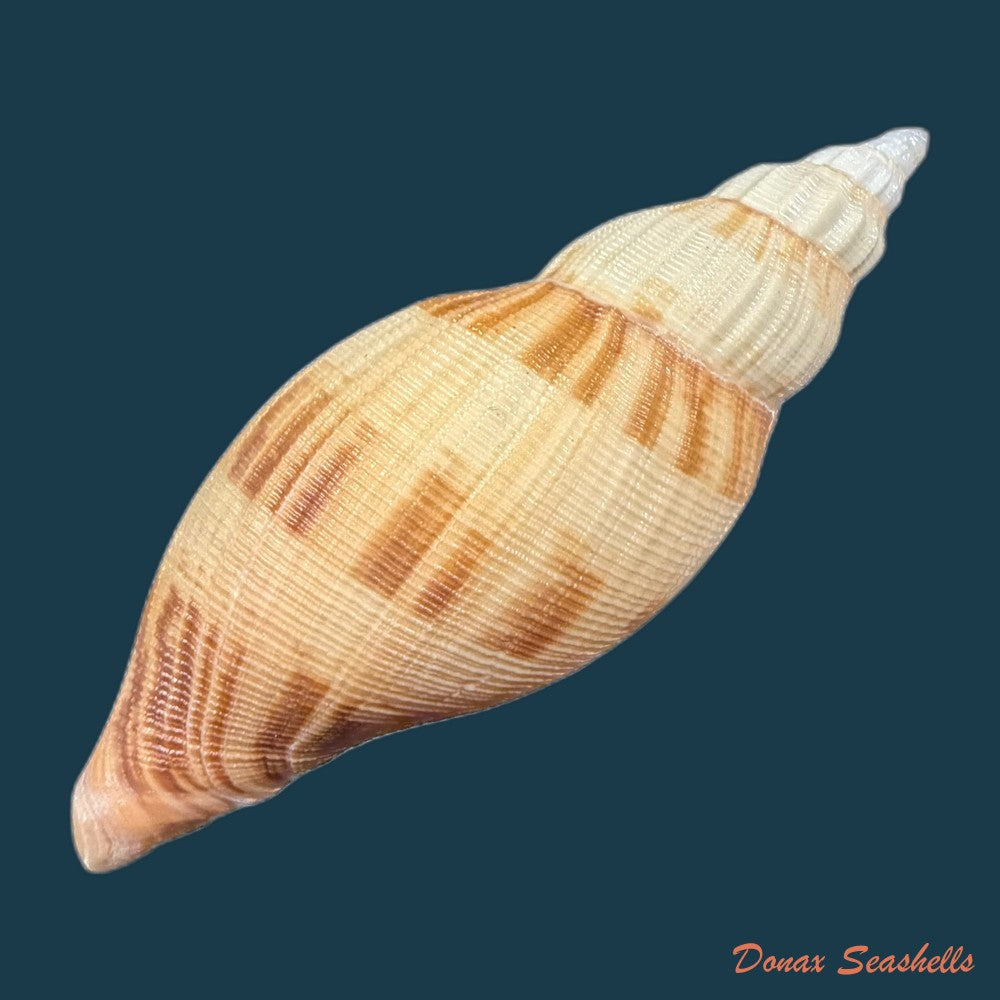 odontocymbiola-simulatrix-leal-bouchet-1989-181-4mm-copia