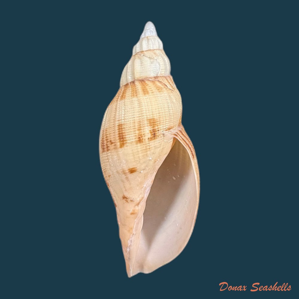 odontocymbiola-simulatrix-leal-bouchet-1989-181-4mm-copia