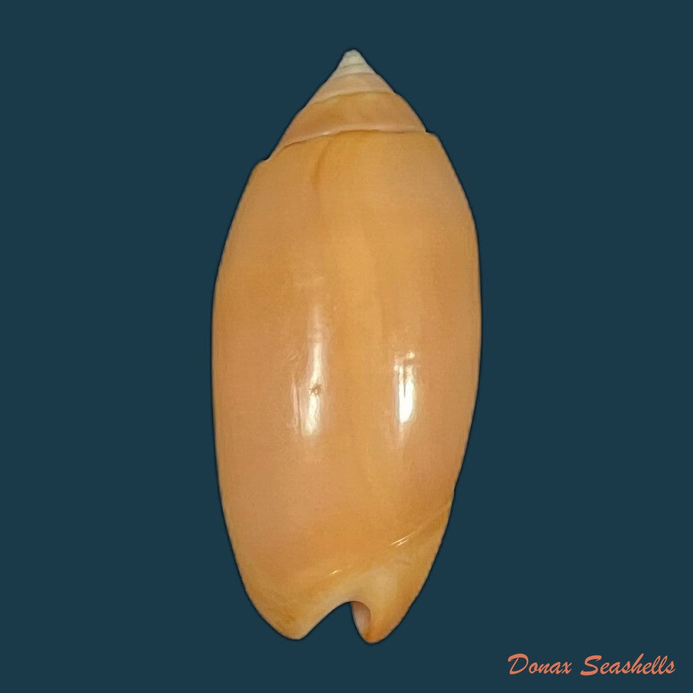 oliva-amethystina-f-carnicolor-petuch-sargent-1986-42-6mm-copia