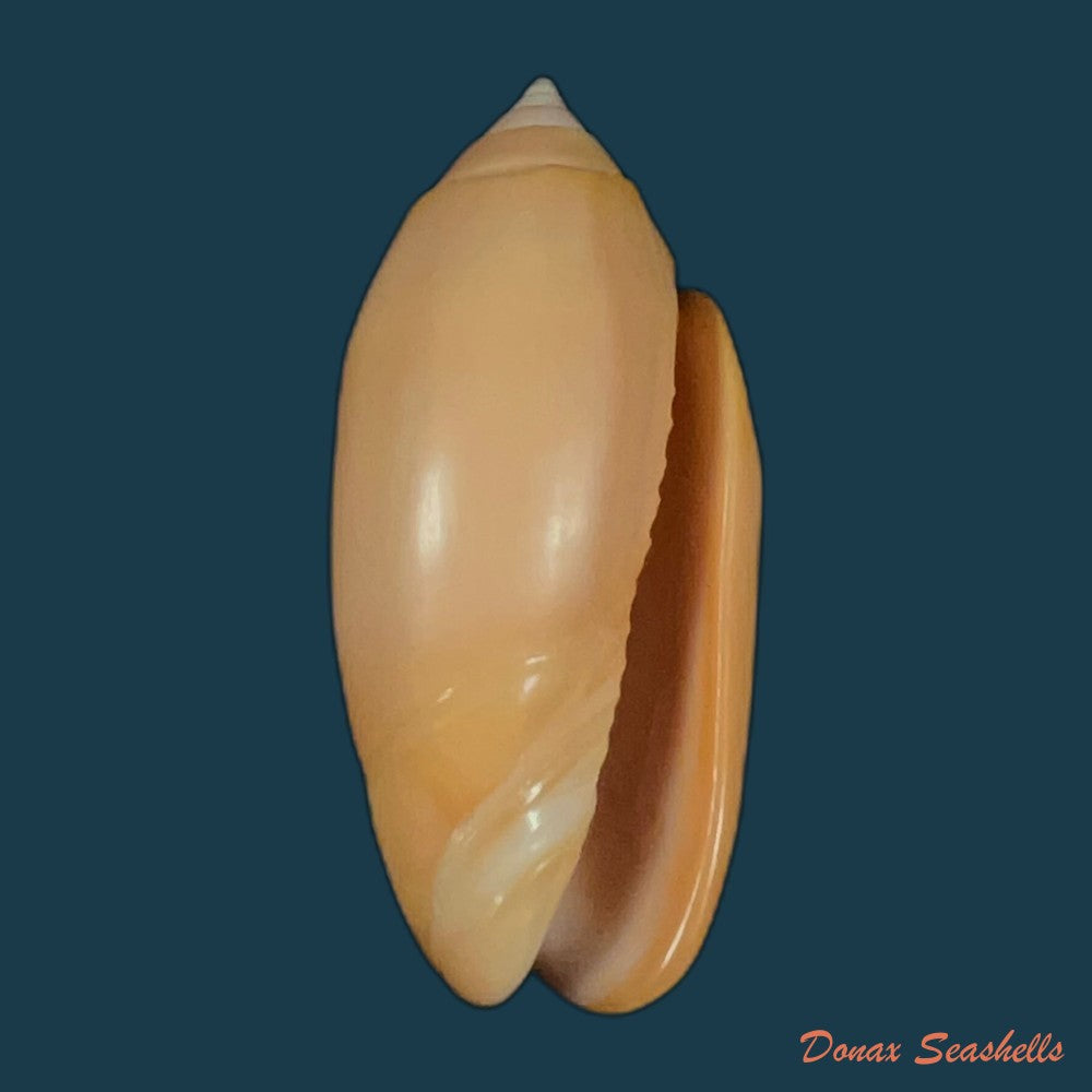 oliva-amethystina-f-carnicolor-petuch-sargent-1986-42-6mm-copia