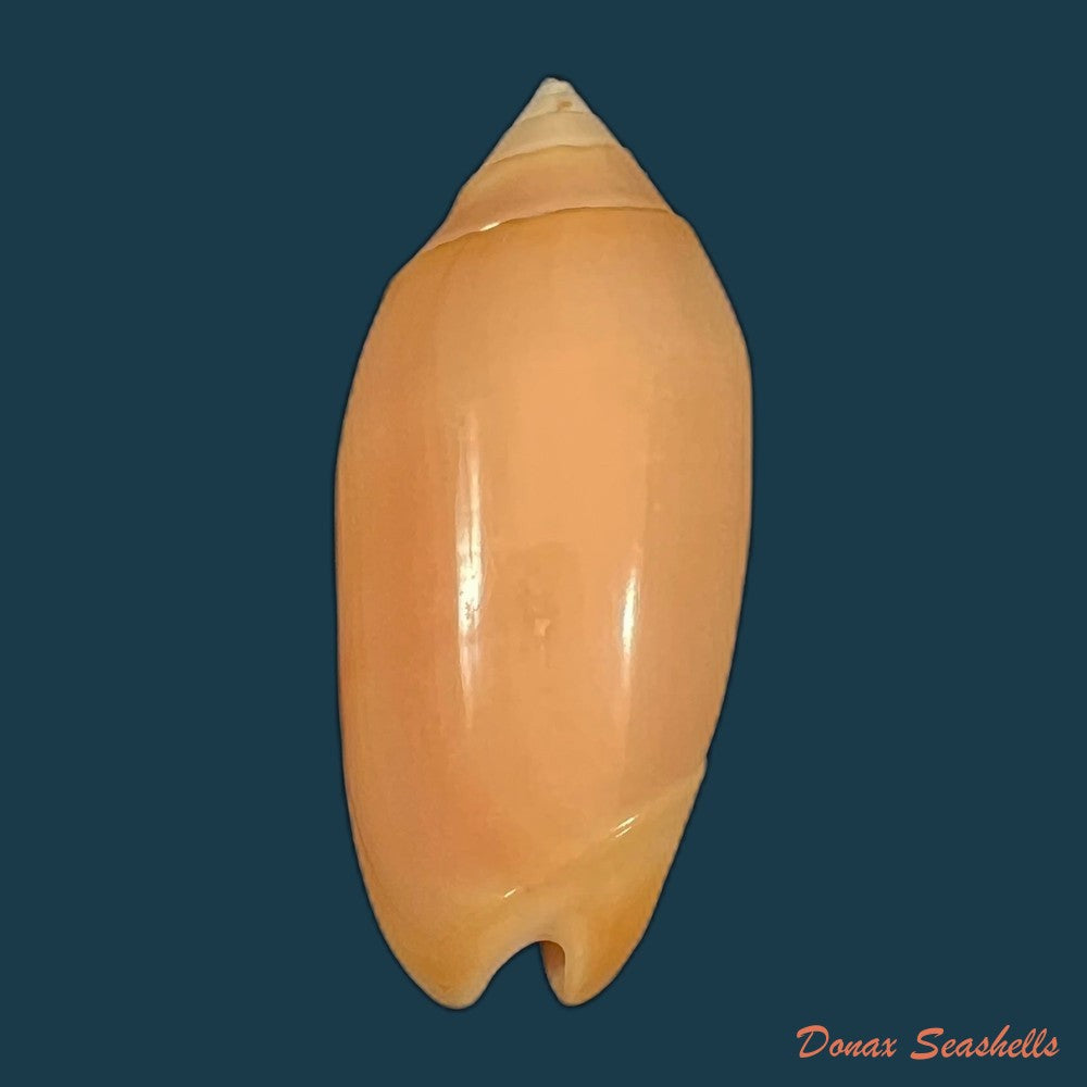 oliva-amethystina-roding-1798-36-6mm-copia