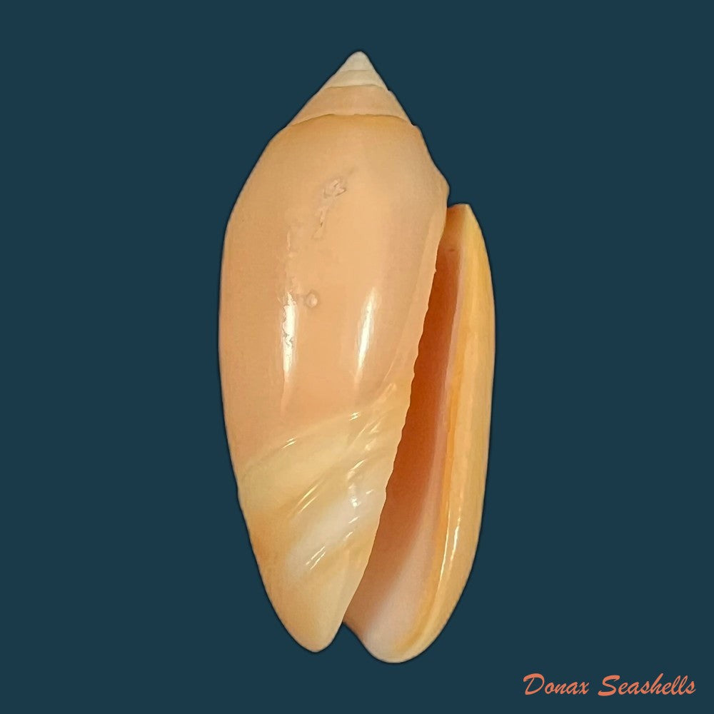 oliva-amethystina-roding-1798-36-6mm-copia