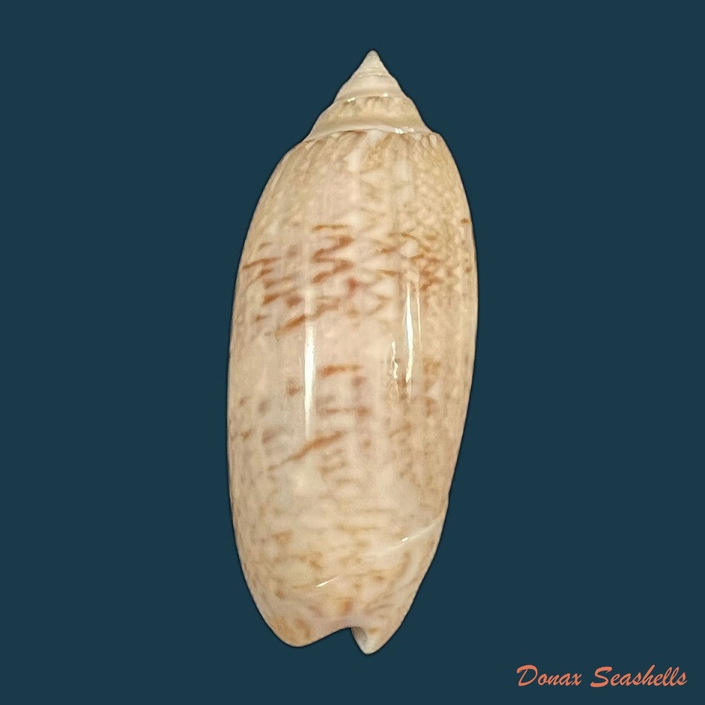 oliva-caldania-duclos-1853-copia