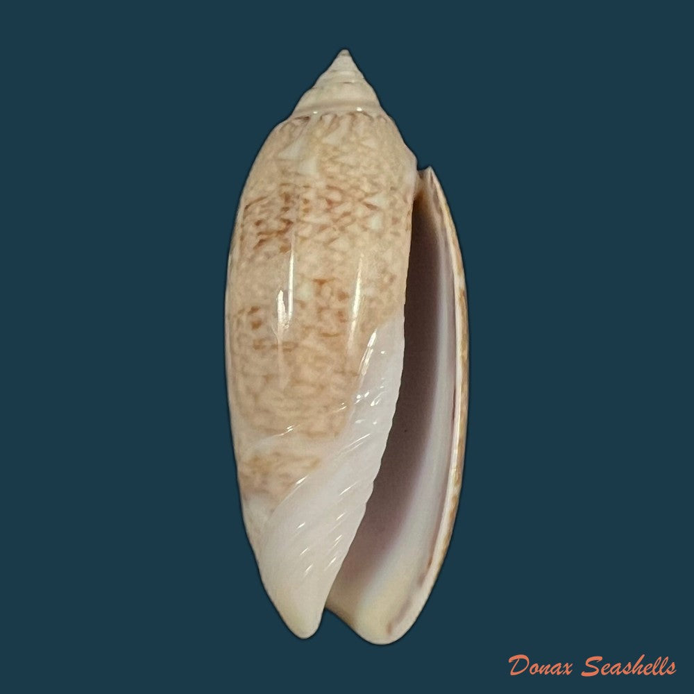 oliva-caldania-duclos-1853-copia