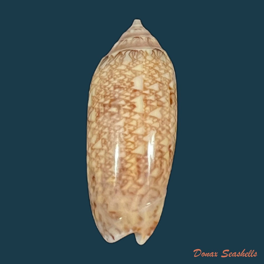 oliva-circinata-jorioi-petuch-2013-29-8mm-copia